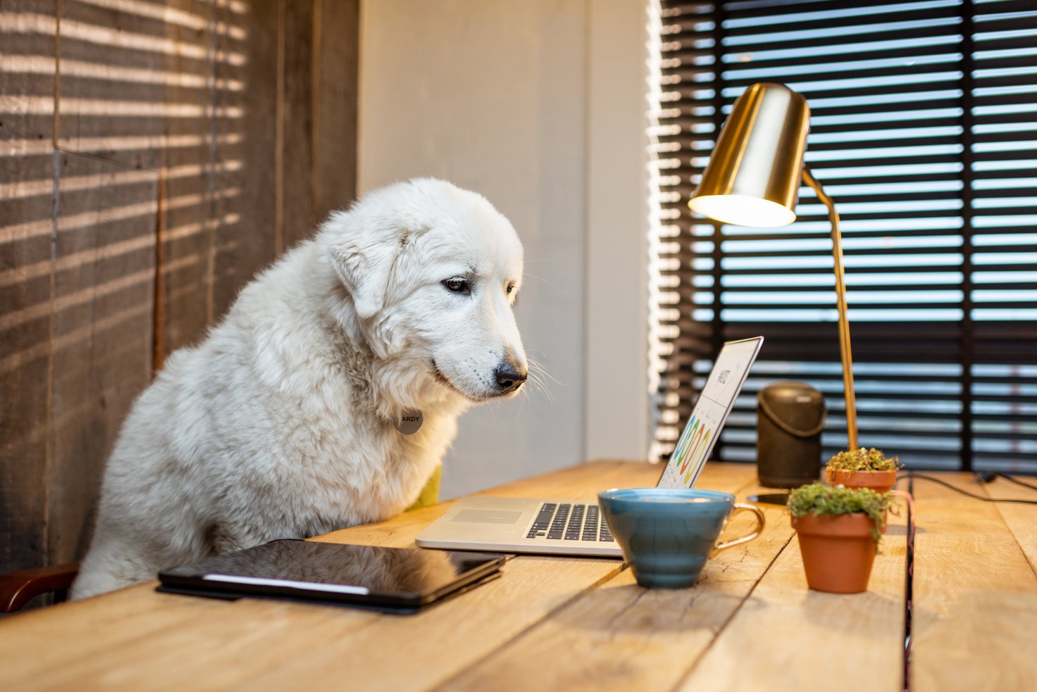 Dog with a laptop in the office